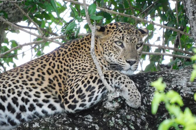 Yala National Park Safari (PRIVATE TOURS) – Half Day & Full Day