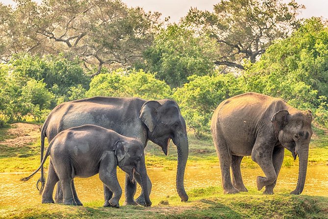 Yala Safari From Hambantota Port (Shore Excursion) by BTM