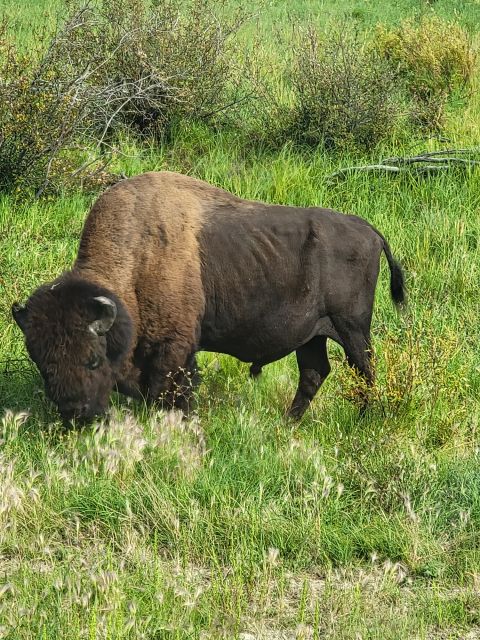 Yellowknife: Bison Highway Road Tour