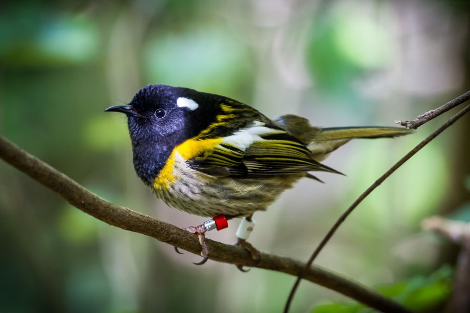 Zealandia by Day Tour