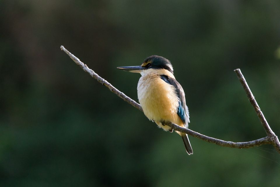 Zealandia Twilight Ecosanctuary Tour