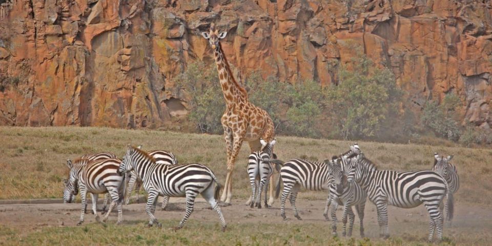 1 Day Trip to Hells Gate Park and Optional Lake Naivasha - Itinerary