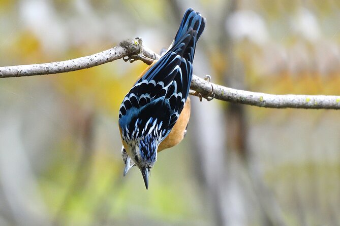 15-Day Bird Watching and Cultural Tour in Bhutan - Wildlife and Bird Species