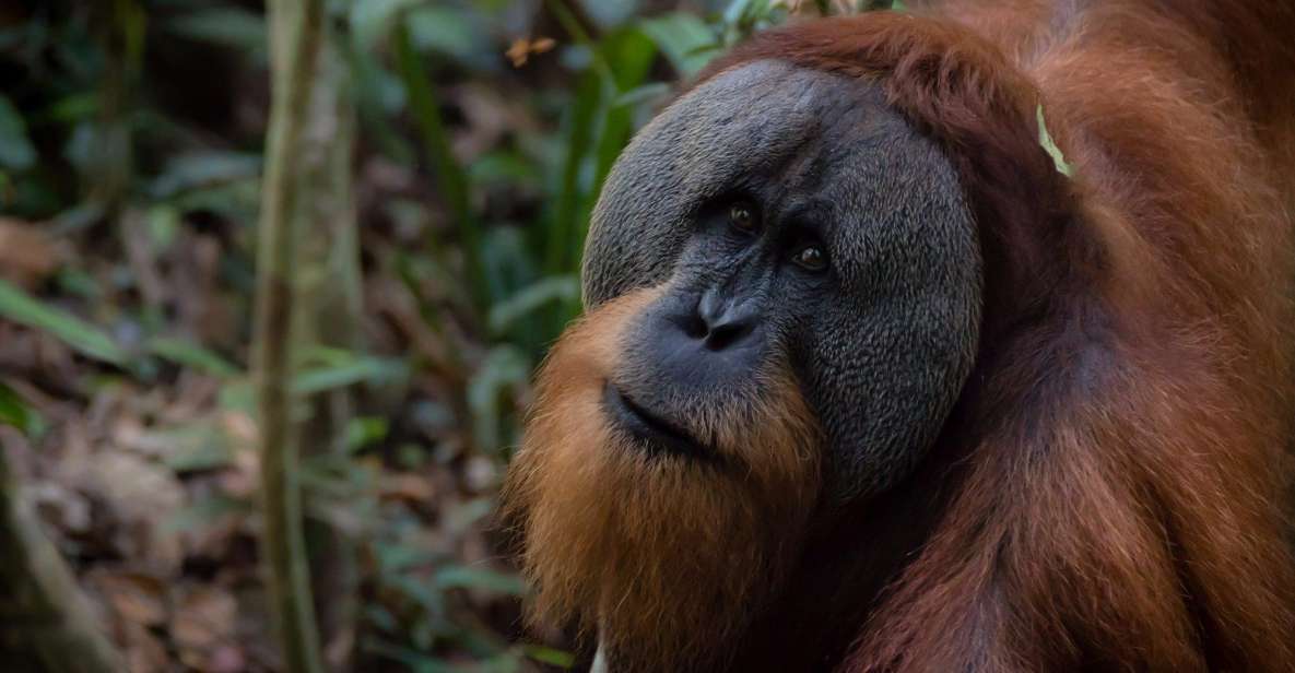 2 Days 1 Night Orangutan Trek Bukit Lawang - Duration and Inclusions