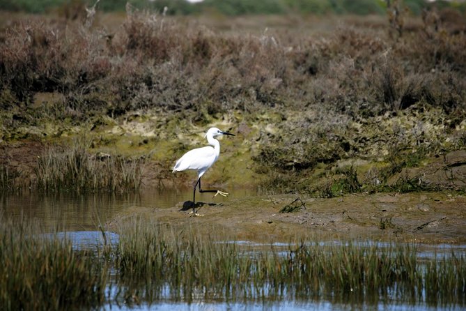 2-Hour Bird Watching Guided Boat Trip in Ria Formosa From Faro Algarve - Tour Details