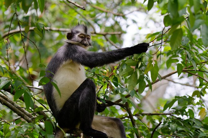 3 Days Bukit Lawang Tour (Happy Jungle) - Inclusions and Exclusions