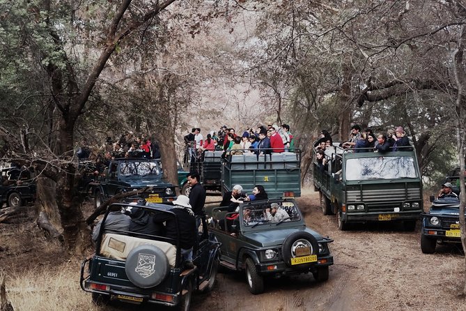 3-Hour Shared Safari in Ranthambore Tiger Reserve - Key Features