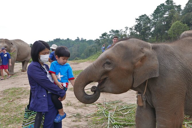 3-in-1: Doi Inthanon Tour, Elephant Sanctuary, and Trekking Trail - Visiting the Elephant Sanctuary