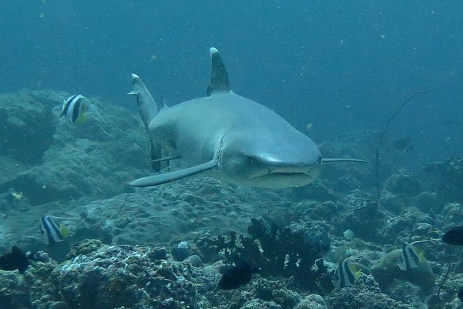 3 Point Snorkeling Safari - Inclusions