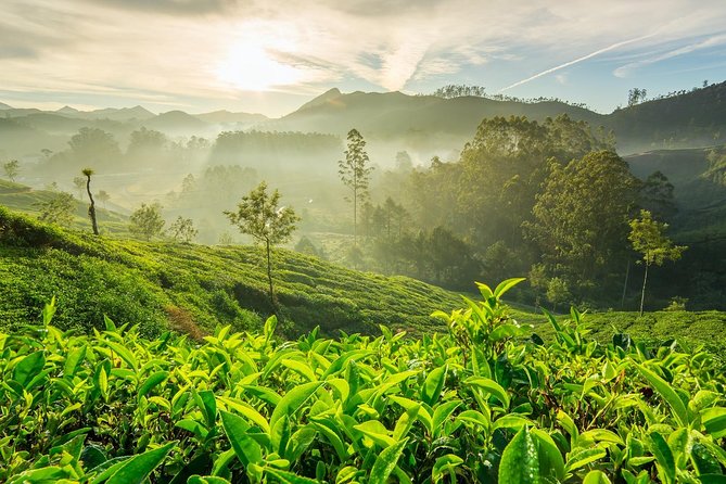 4 Days Best of Kerala Tour With Private Houseboat, Sightseeing & Car - Accommodation Options