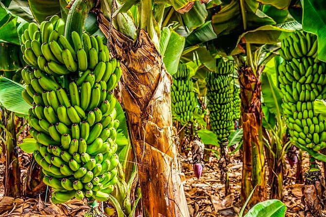 4 Hours Eco Safari Tour With Electric Car in Tenerife - Visiting Banana Plantations