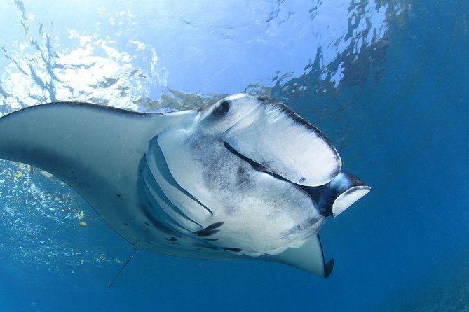 5 Fun Dives in Nusa Lembongan (For Certified Divers) - Swim With a Mola Mola - Dive Package Details