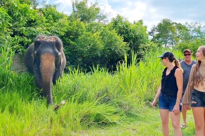 6 Hours Elephant Care and Jungle Tour by 4WD in Koh Samui - Meeting and Pickup