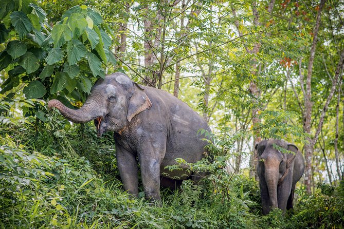 A Morning With the Elephants at Phuket Elephant Sanctuary - Ethical Elephant Encounters