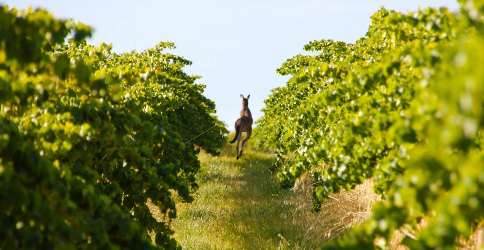 Adelaide: Wine and Wildlife 4WD Tour - Pricing and Inclusions