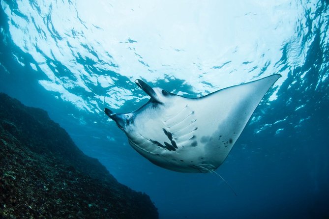 Advanced Open Water Course - Advanced Certification in Lembongan (next to Bali) - Dive Center Amenities