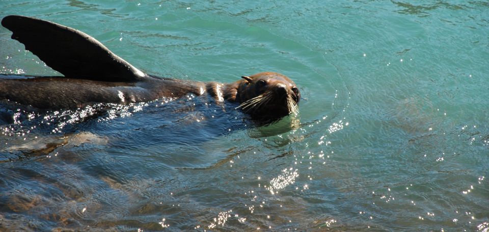 Akaroa: 24-hour Overnight Pohatu Penguin Package - Price and Duration Details