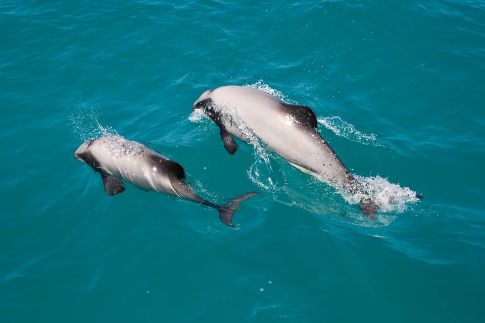 Akaroa: Dolphin Nature Cruise - Experience Inclusions