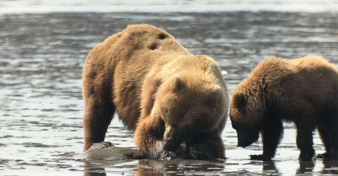 Alaska 9 Day Ocean Wildlife to Interior Wilderness Adventure - Itinerary Highlights