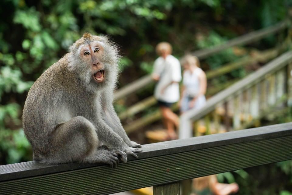 All-Inclusive Monkey Forest, Waterfall, Rice Terrace, Temple. - Itinerary