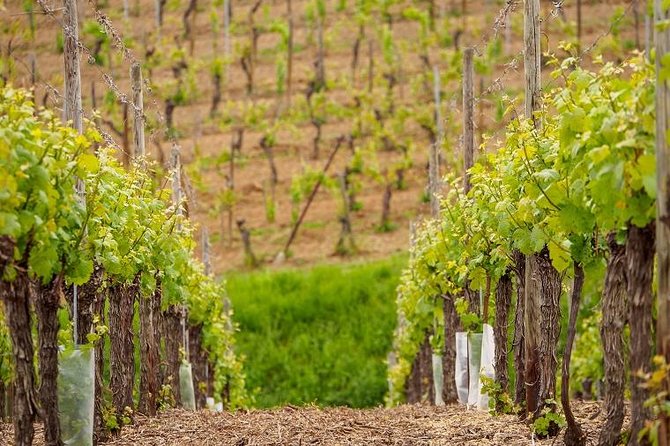 Alsace Wine Route Small Group Half-Day Tour With Tasting From Strasbourg - Notable Alsatian Wines Sampled