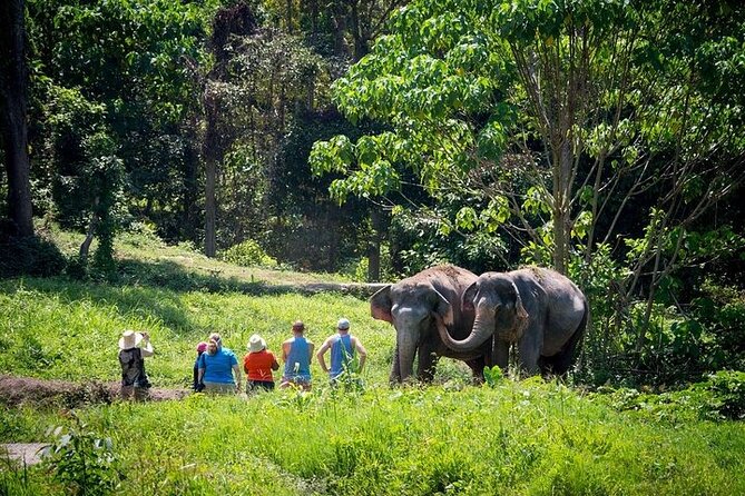 An Afternoon With the Elephants at Phuket Elephant Sanctuary - Whats Included in the Tour