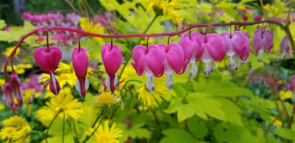 Anchorage: Botanical Garden Walking Tour - Paved Trail Exploration