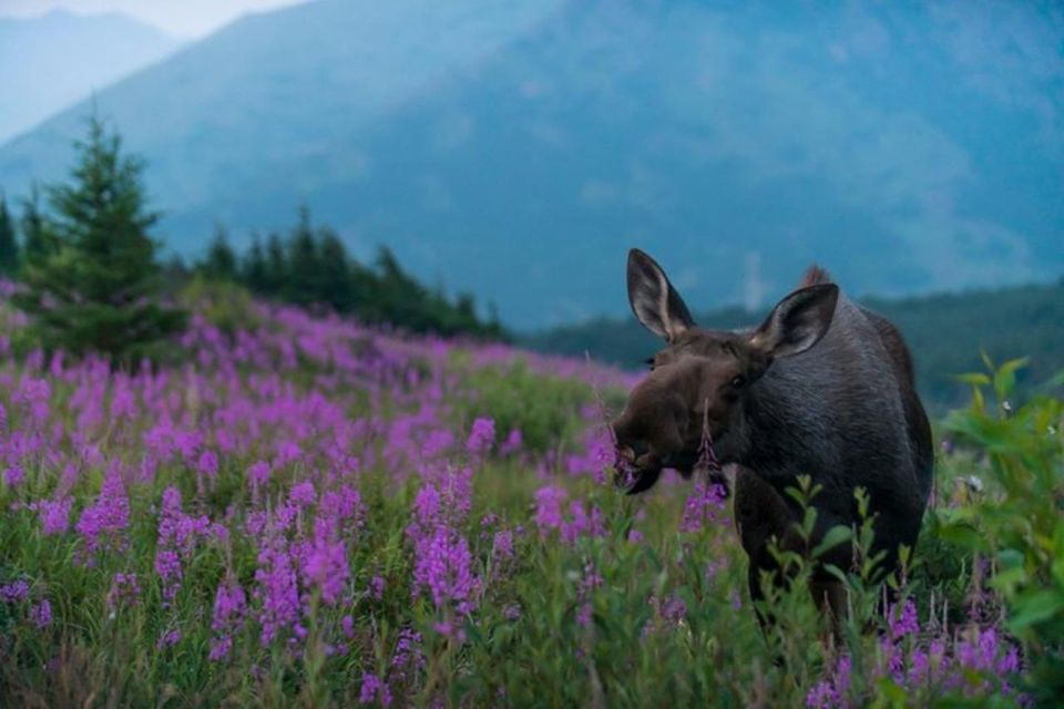 Anchorage: Sunset Photo Safari - Tour Inclusions