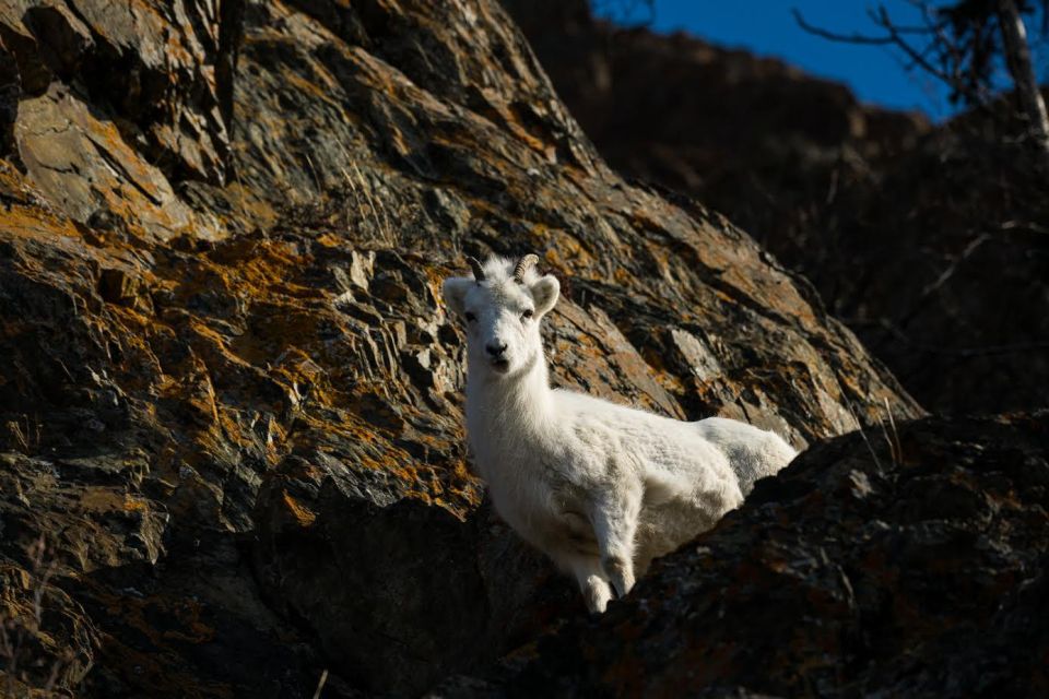 Anchorage: Turnagain Arm Highlights Photography Day Trip - Tour Description