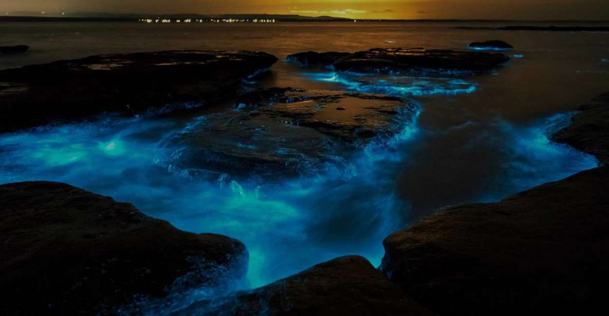 Auckland: Bioluminescence Kayak Tour - Experience Highlights