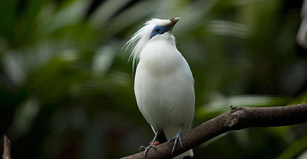 Bali: Bird Watching Tour in Ubud Countryside With Transfer - Group Size and Inclusions