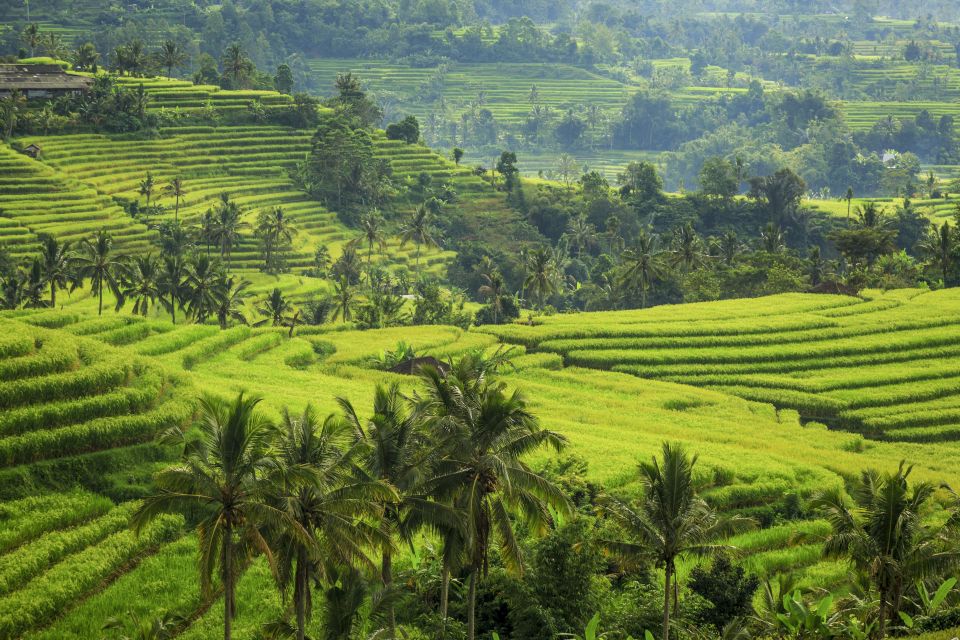 Bali: Jatiluwih Rice Terraces 1 Hour Electric Bike Tour - Booking Details