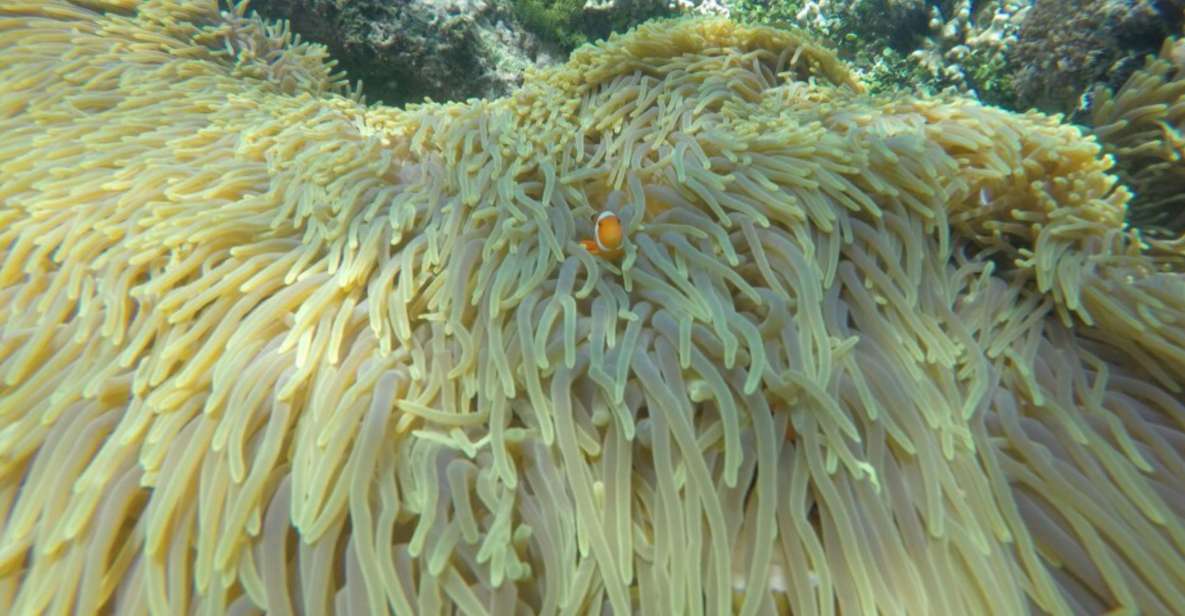 Bali: Labuan Amuk Snorkeling With Lunchbox - Whats Included