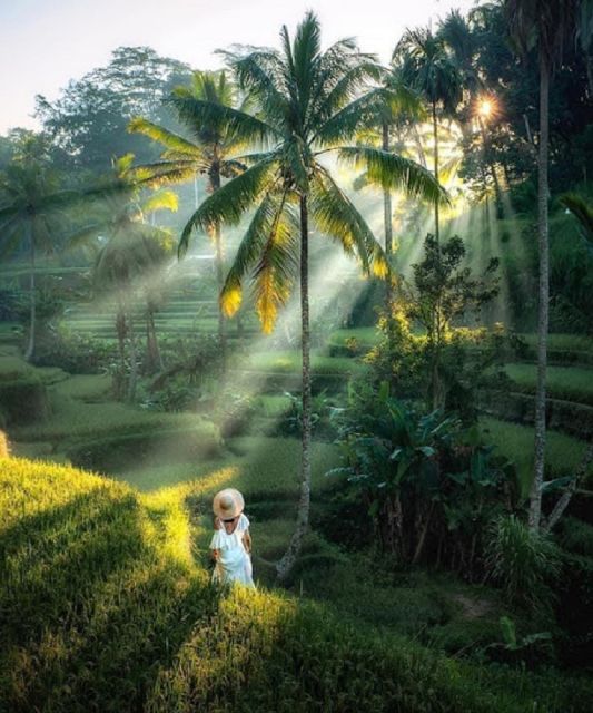 Bali: Ubud Waterfall, Rice Terraces & Monkey Forest Tour - Itinerary Highlights