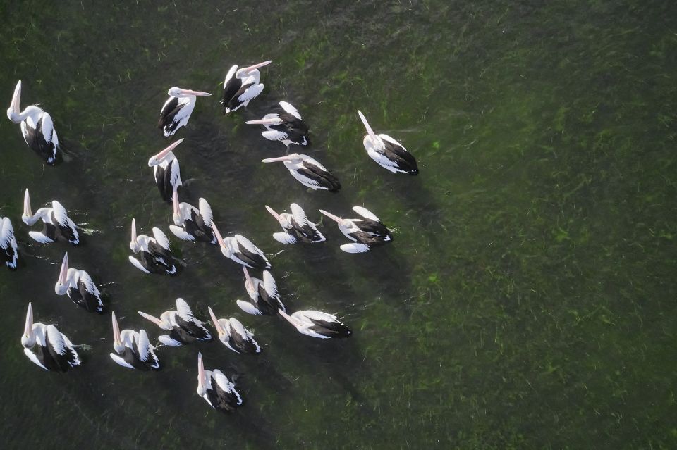 Banrock Station: Guided Birdwatching Tour - Highlights