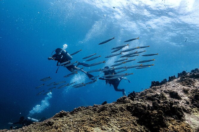 Basic Diver ( One Day Experience) - Meeting and Pickup
