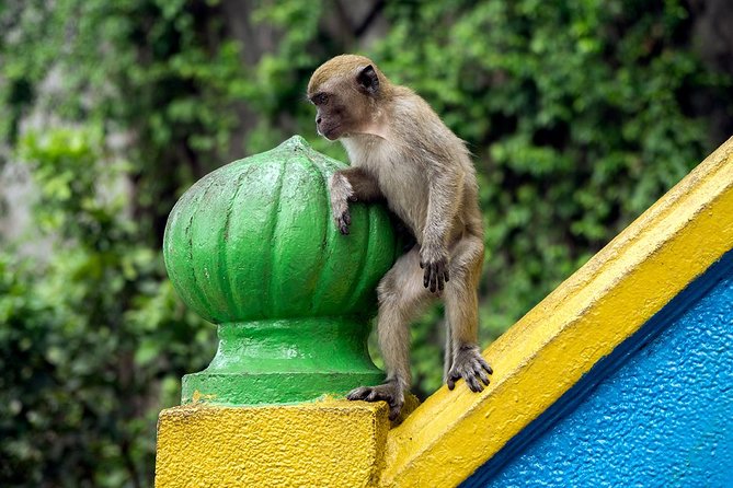 Batu Caves and Watching Fireflies in Kuala Selangor - Experiencing Firefly Displays