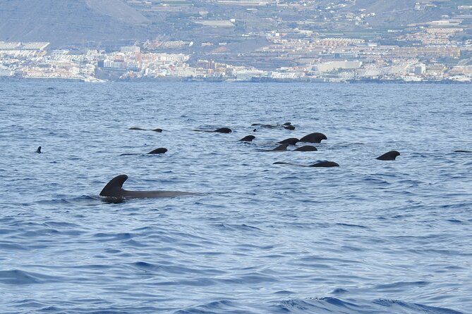 Be Whale Wise - Silent Whale & Dolphin Watching in a Small Group - Included in the Experience