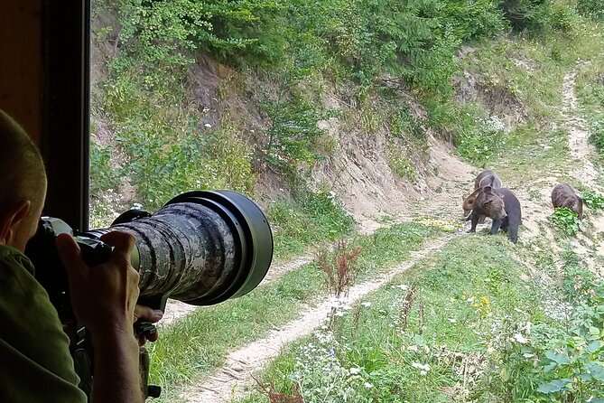 Bear Watching Experience Near Brasov - Whats Included