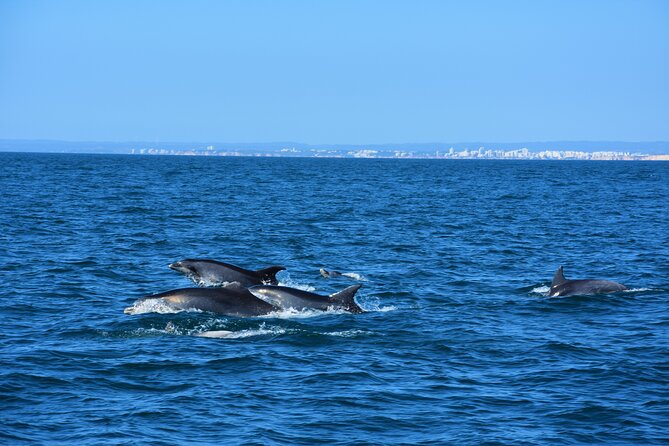 Benagil Caves Visit With Dolphins Watching From Albufeira - Whats Included