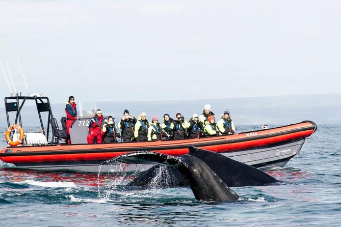 Big Whales & Puffins RIB Boat Tour From Húsavík - Meeting and Pickup