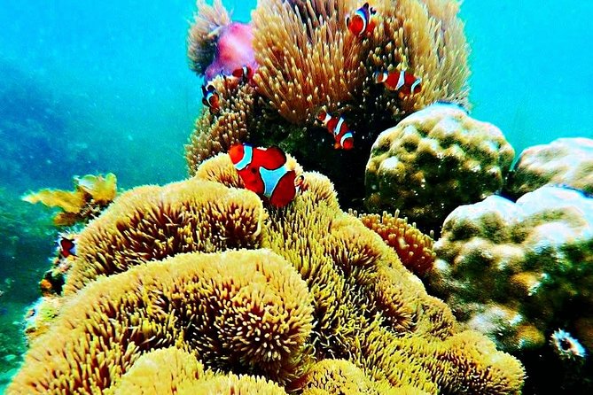 Bintan Snorkeling Tour - Inclusions