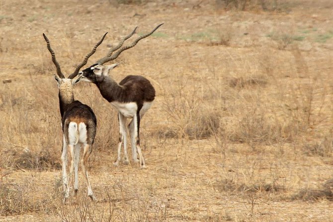 Bishnoi Village Safari - Exploring the Bishnoi Lifestyle