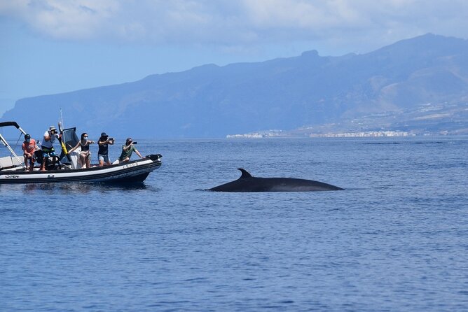 Bonadea II Ecological Whale Watching, 2 Hours - Onboard Hydrophone for Whales