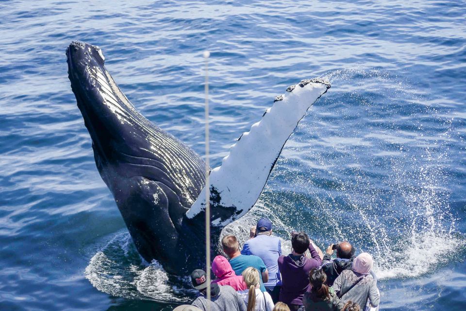 Boston: Whale Watching Catamaran Cruise - Whale and Dolphin Sightings