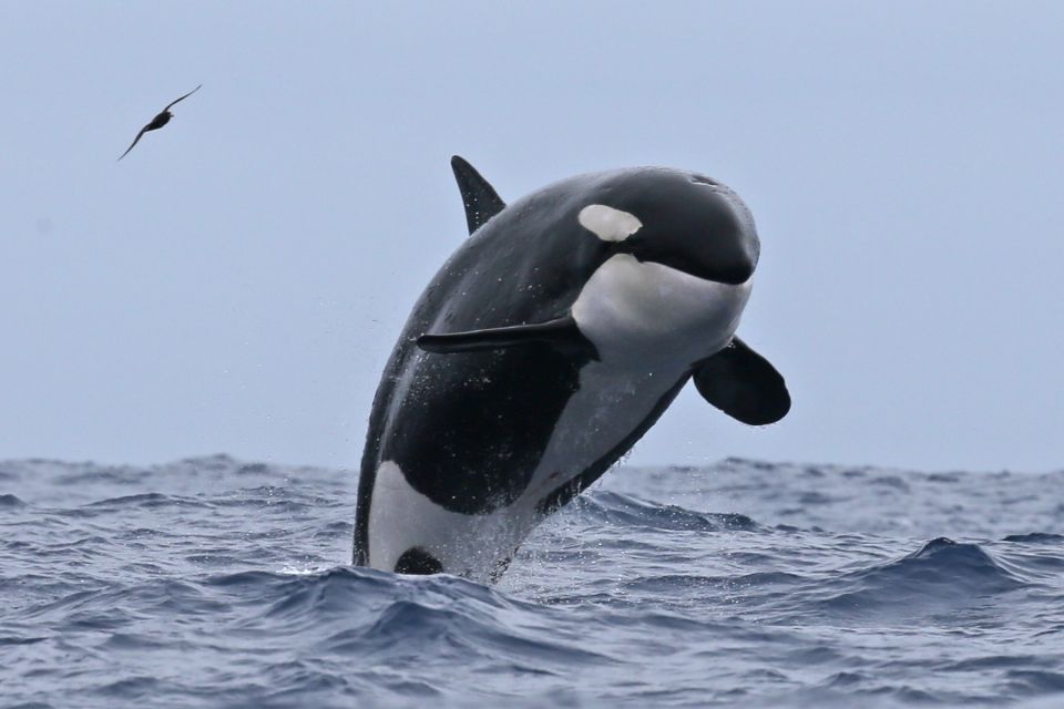 Bremer Bay: Bremer Canyon Killer Whale Expedition - Important Information