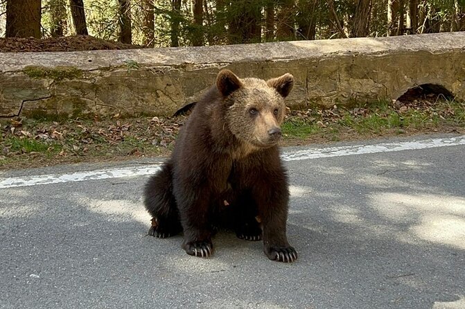 Brown Bears Safari Near Vlad the Impaler Castle and Top Gear Road - Meeting and Pickup