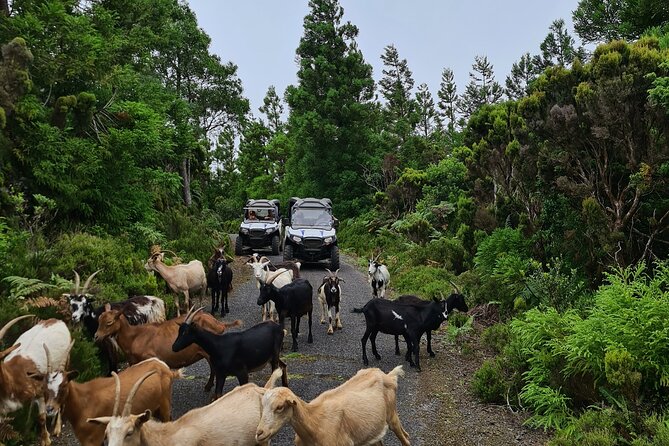 BUGGY TOUR - West / Center of the Island (Off-Road) - Tour Specifications