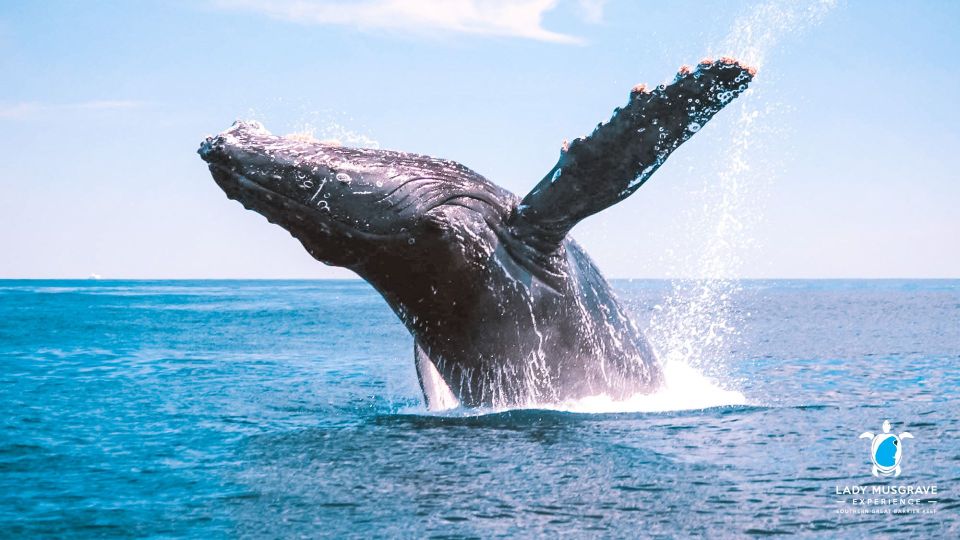 Bundaberg: Whale Watching Tour With Lunch - Highlights