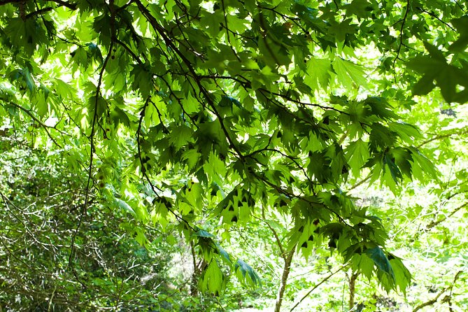 Butterfly Valley & Wine, Olive Oil, Honey Tasting Tour (Small Group) - Meeting and Pickup